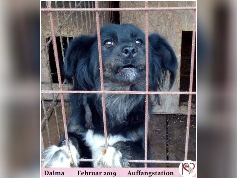 Dalma