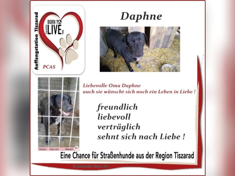 Daphne