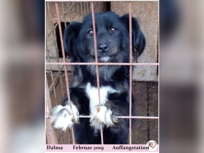 Dalma
