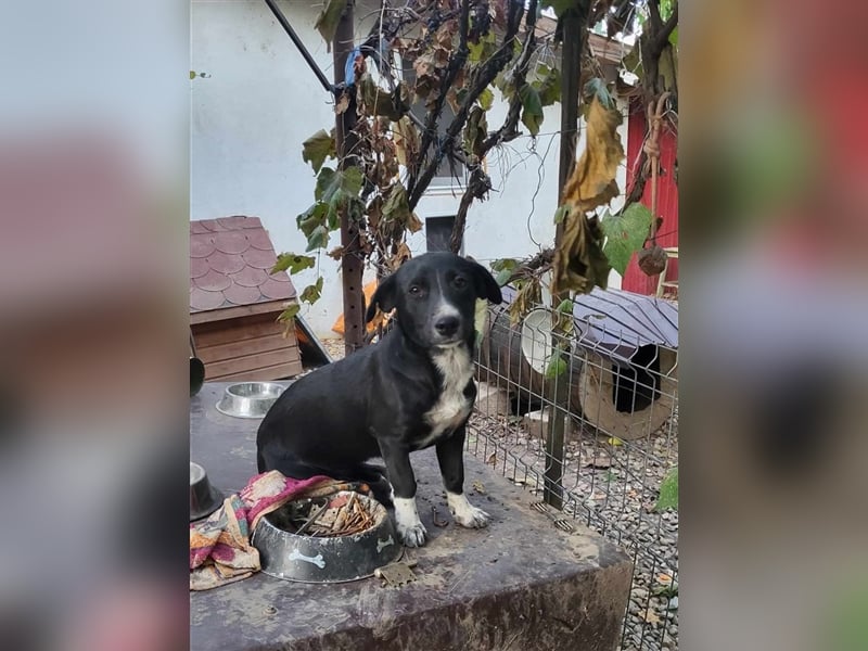 CARA - süßes Hundemädel sucht ihr Traumzuhause