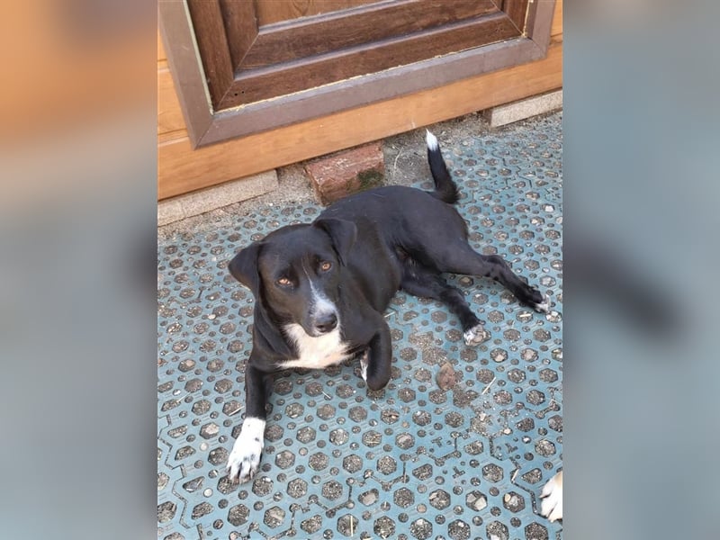 CARA - süßes Hundemädel sucht ihr Traumzuhause