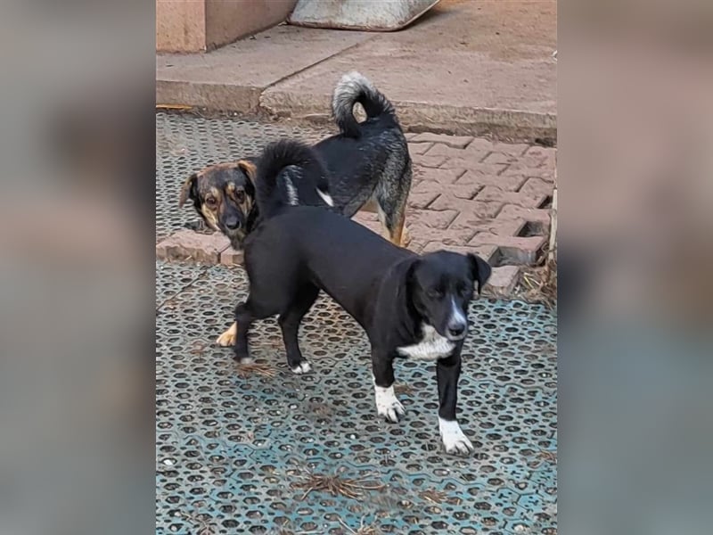 CARA - süßes Hundemädel sucht ihr Traumzuhause
