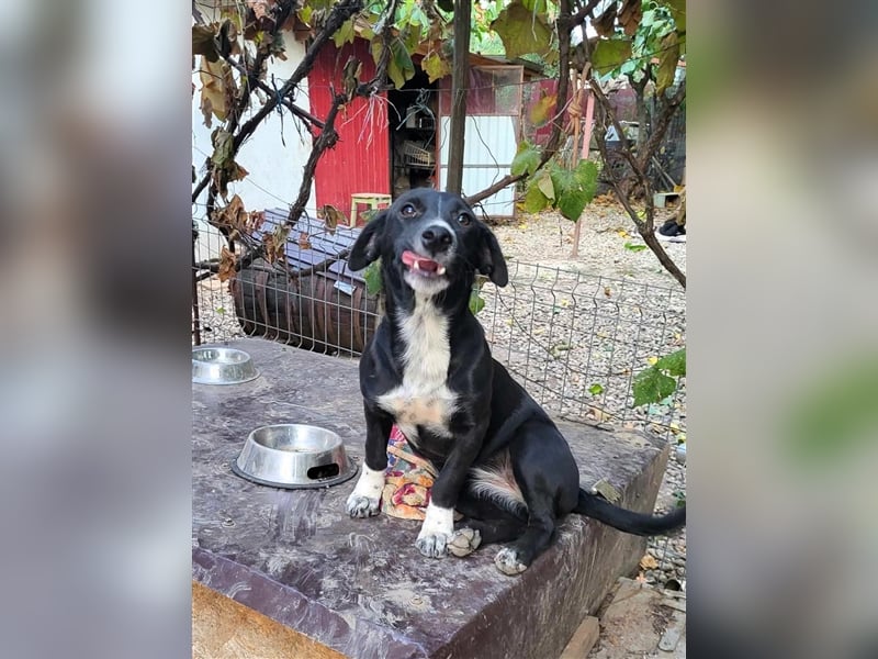 CARA - süßes Hundemädel sucht ihr Traumzuhause