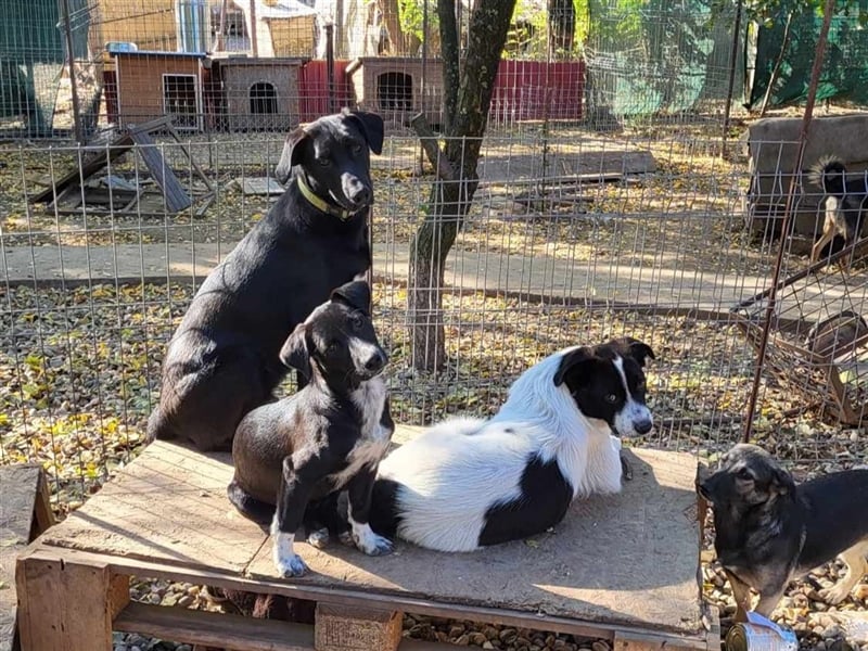 CARA - süßes Hundemädel sucht ihr Traumzuhause