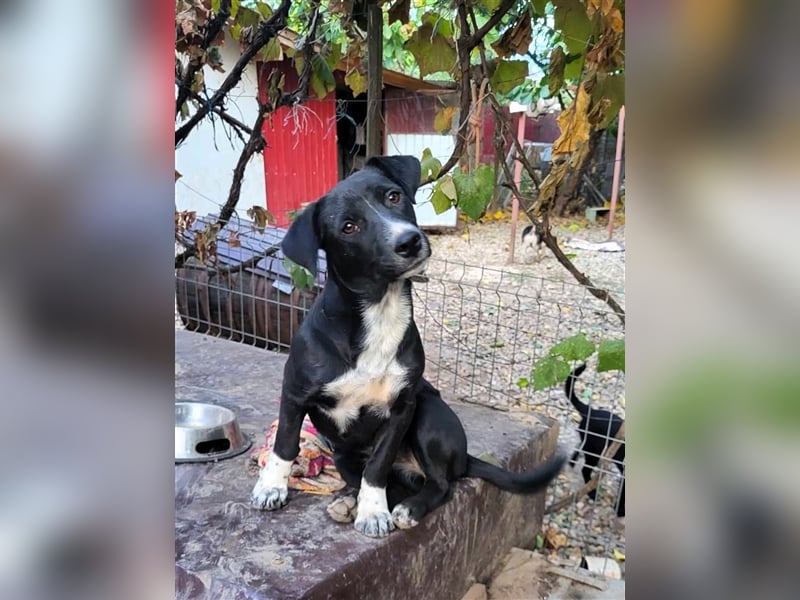 CARA - süßes Hundemädel sucht ihr Traumzuhause