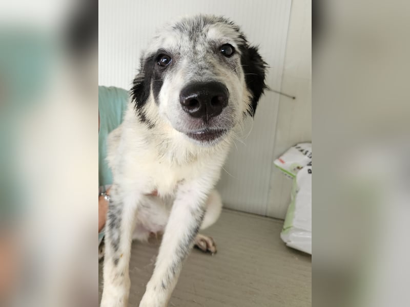 Mila: überfordert im Tierheim