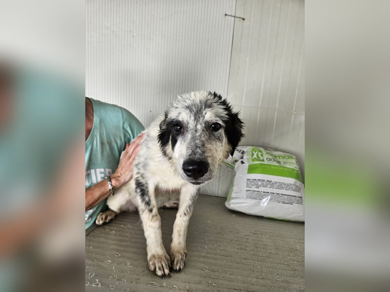 Mila: überfordert im Tierheim