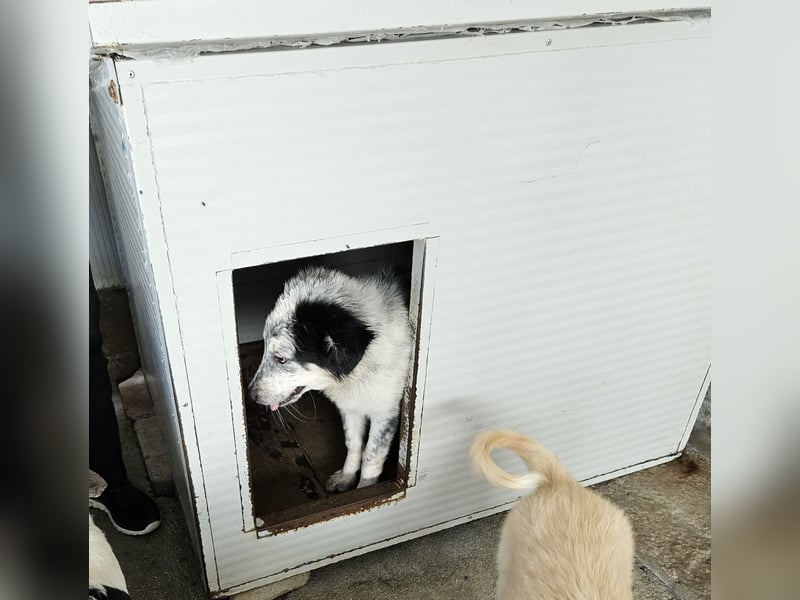 Mila: überfordert im Tierheim
