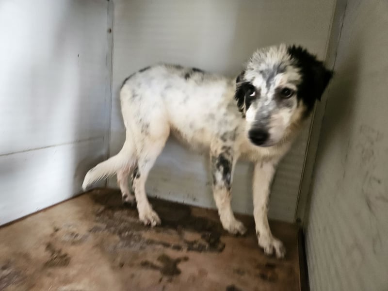 Mila: überfordert im Tierheim