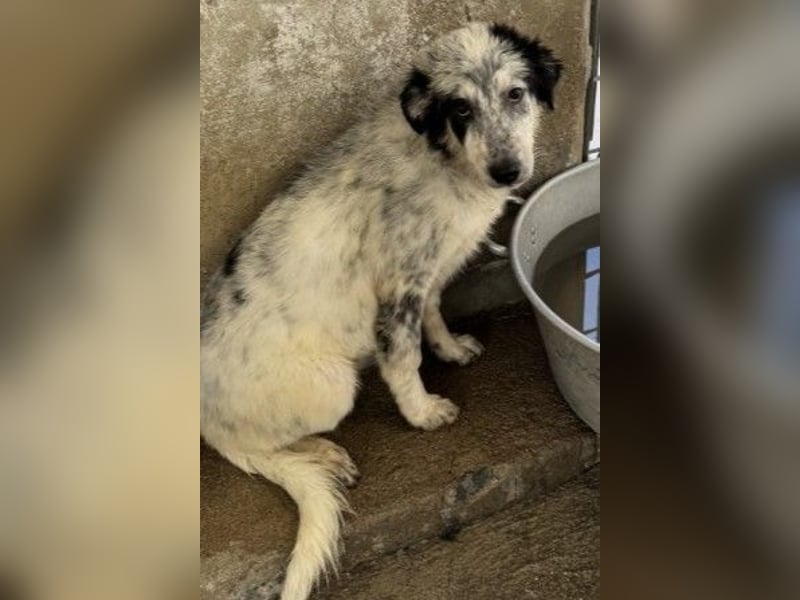 Mila: überfordert im Tierheim