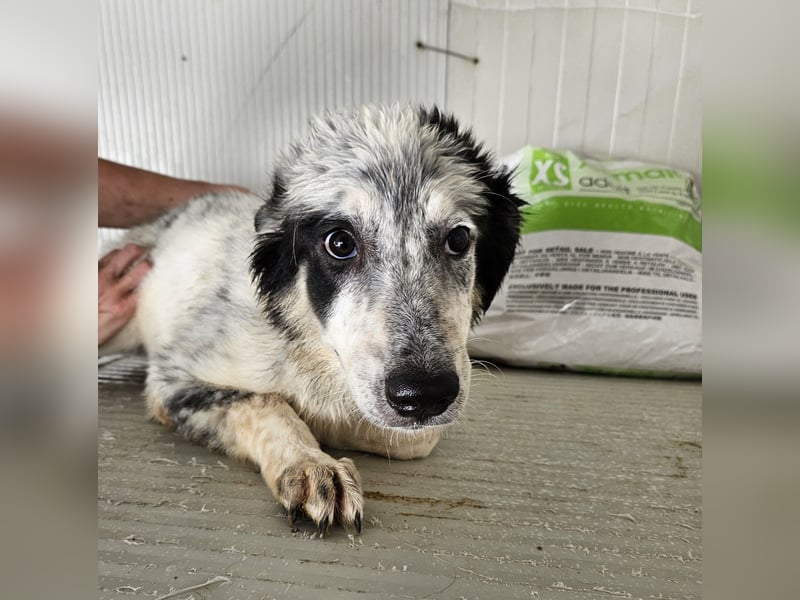 Mila: überfordert im Tierheim
