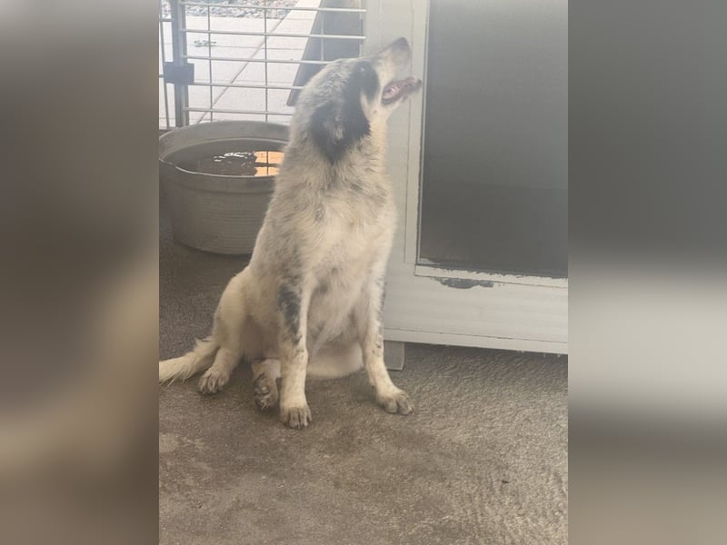 Mila: überfordert im Tierheim