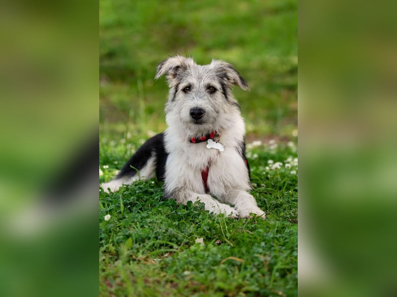 Verschmuste Lichi sucht ihre Menschen
