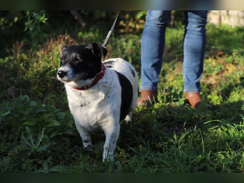 ZORKA - die kleine Maus sucht ein liebevolles, verantwortungsbewusstes Für-Immer Zuhause