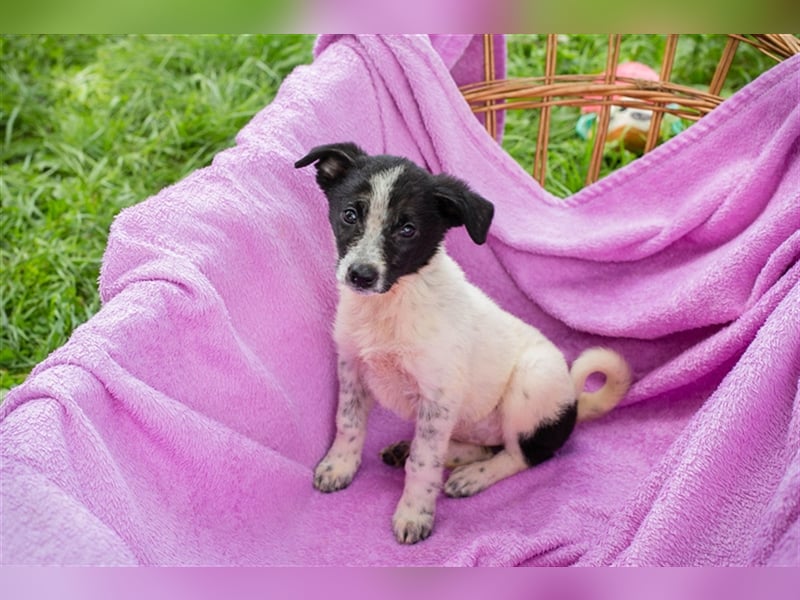 Welpe MELI - die kleine Maus ist neugierig und aufgeschlossen und sucht ein liebes Zuhause