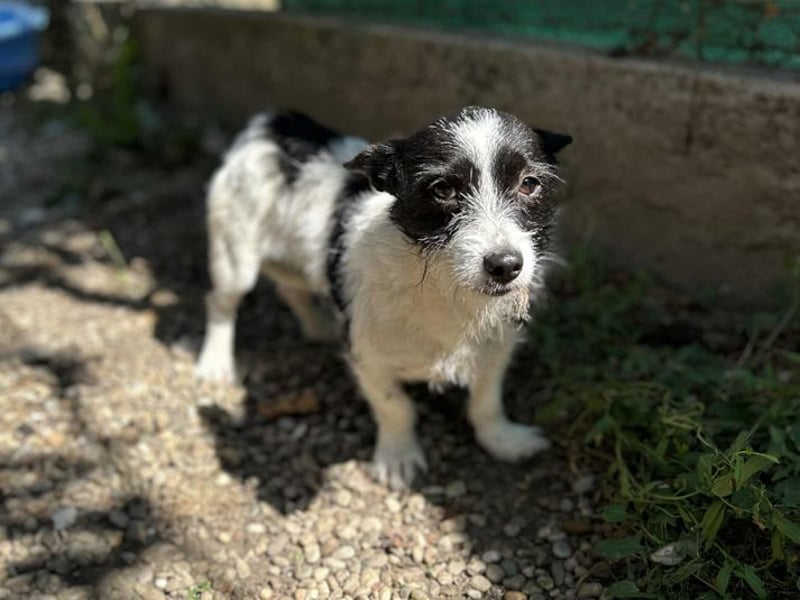 Chipnummer 265889 - Die Hündin sucht eine Namenspatenschaft und eine Familie