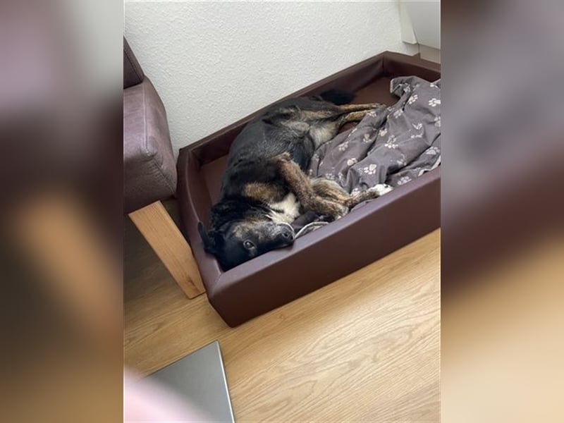 LUNA - das liebevolle und folgsame Mädchen sucht ein tolles Für-Immer Zuhause