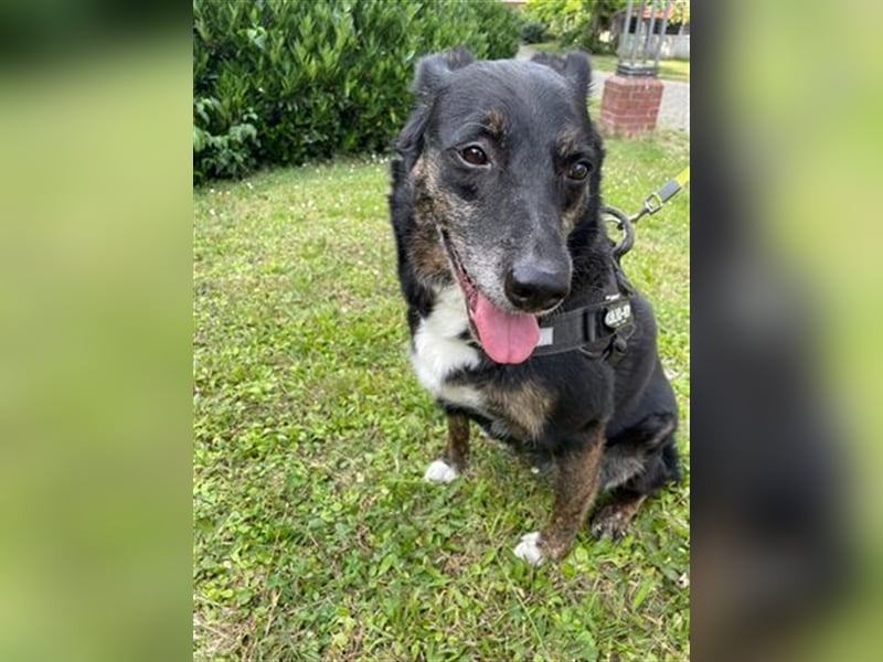 LUNA - das liebevolle und folgsame Mädchen sucht ein tolles Für-Immer Zuhause