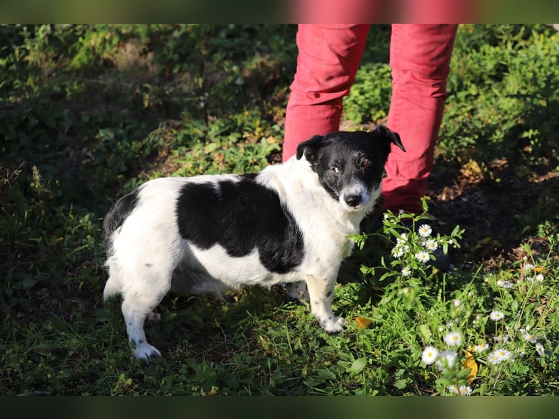 ZORKA - die kleine Maus sucht ein liebevolles, verantwortungsbewusstes Für-Immer Zuhause