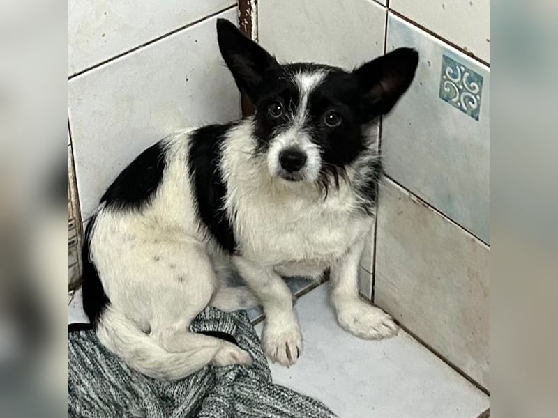 Chipnummer 265889 - Die Hündin sucht eine Namenspatenschaft und eine Familie