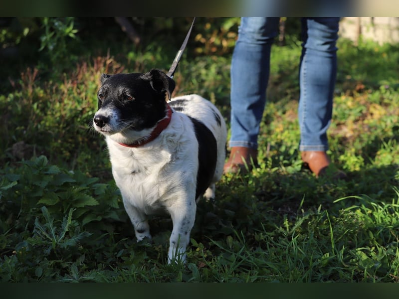 ZORKA - die kleine Maus sucht ein liebevolles, verantwortungsbewusstes Für-Immer Zuhause