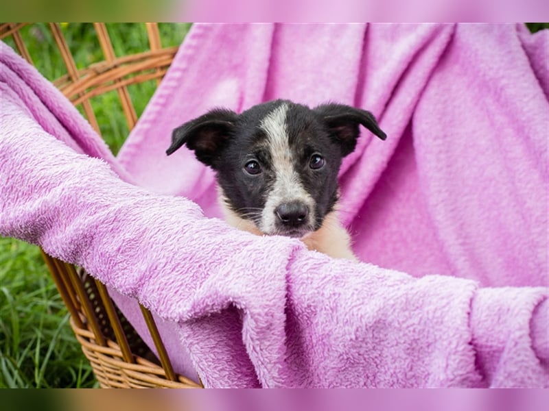 Welpe MELI - die kleine Maus ist neugierig und aufgeschlossen und sucht ein liebes Zuhause