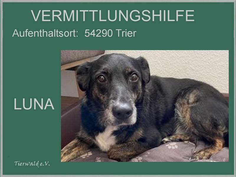 LUNA - das liebevolle und folgsame Mädchen sucht ein tolles Für-Immer Zuhause