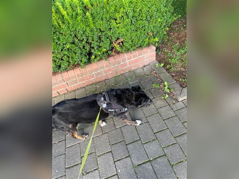 LUNA - das liebevolle und folgsame Mädchen sucht ein tolles Für-Immer Zuhause