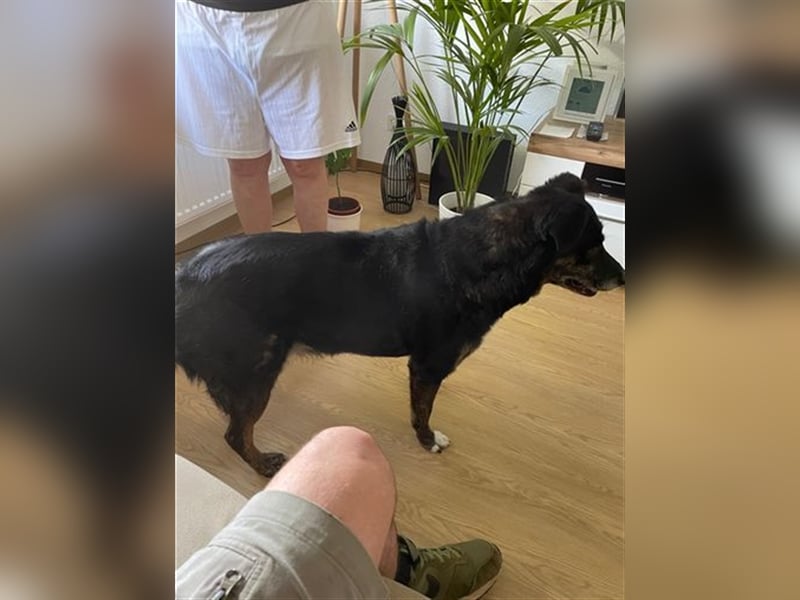 LUNA - das liebevolle und folgsame Mädchen sucht ein tolles Für-Immer Zuhause