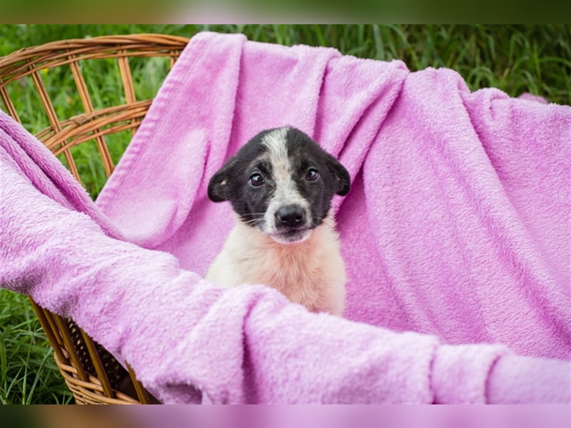 Welpe MELI - die kleine Maus ist neugierig und aufgeschlossen und sucht ein liebes Zuhause