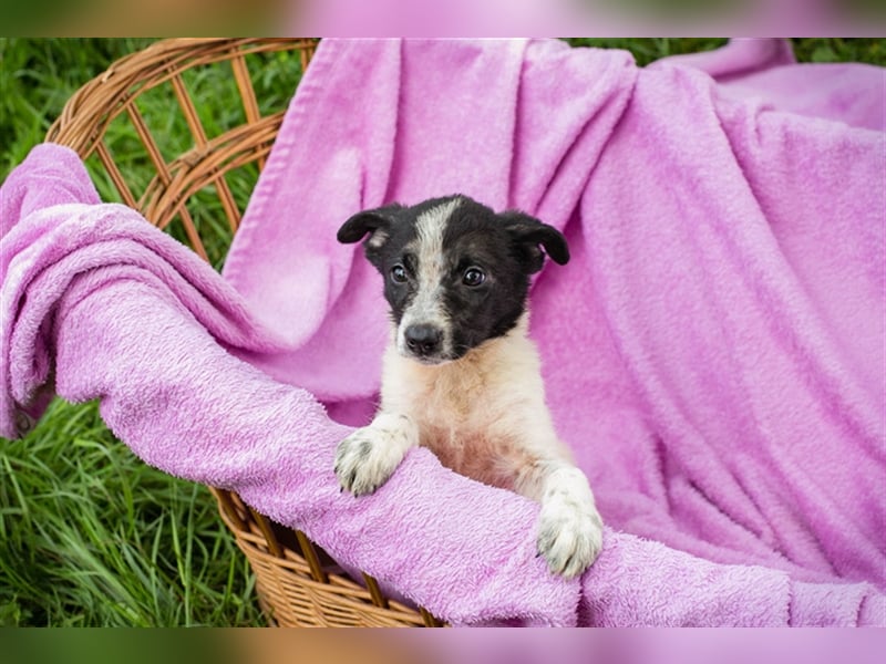 Welpe MELI - die kleine Maus ist neugierig und aufgeschlossen und sucht ein liebes Zuhause