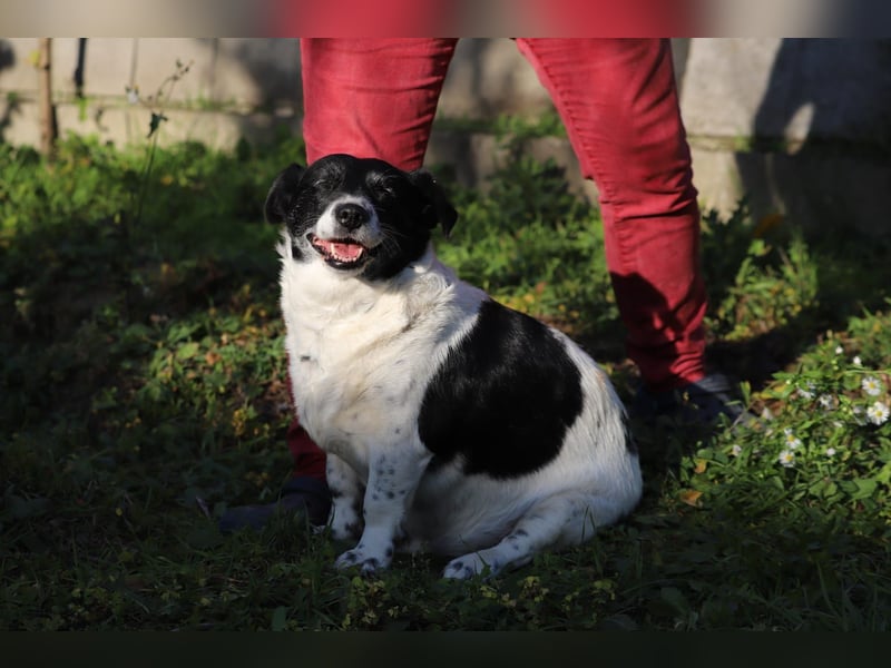 ZORKA - die kleine Maus sucht ein liebevolles, verantwortungsbewusstes Für-Immer Zuhause