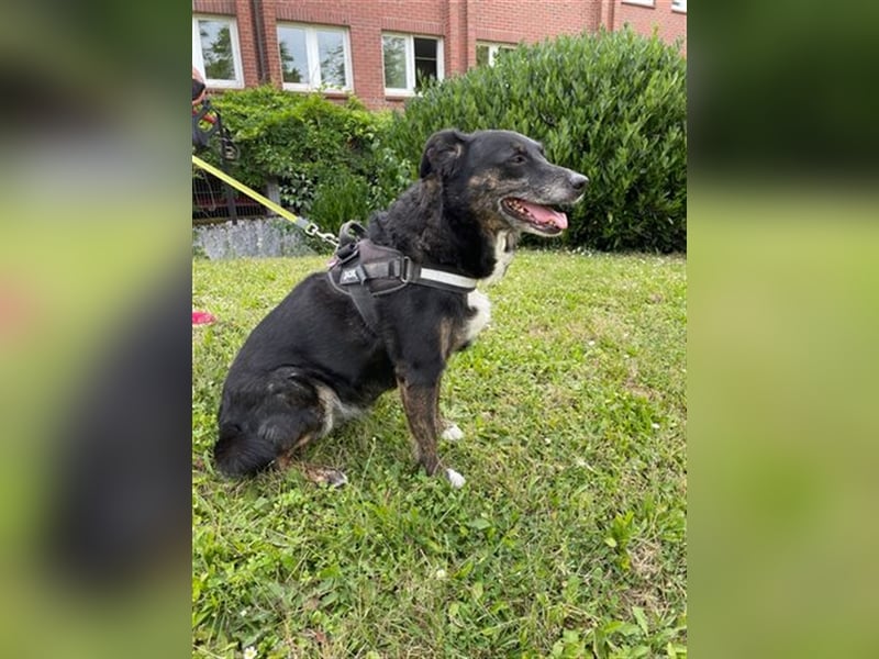 LUNA - das liebevolle und folgsame Mädchen sucht ein tolles Für-Immer Zuhause