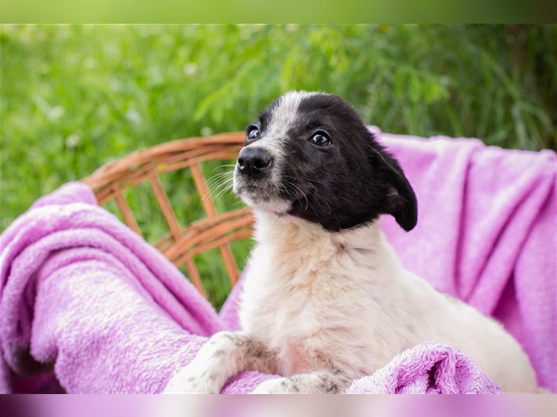 Welpe MELI - die kleine Maus ist neugierig und aufgeschlossen und sucht ein liebes Zuhause