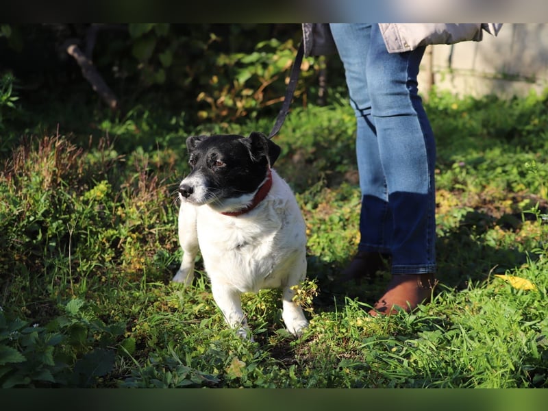 ZORKA - die kleine Maus sucht ein liebevolles, verantwortungsbewusstes Für-Immer Zuhause
