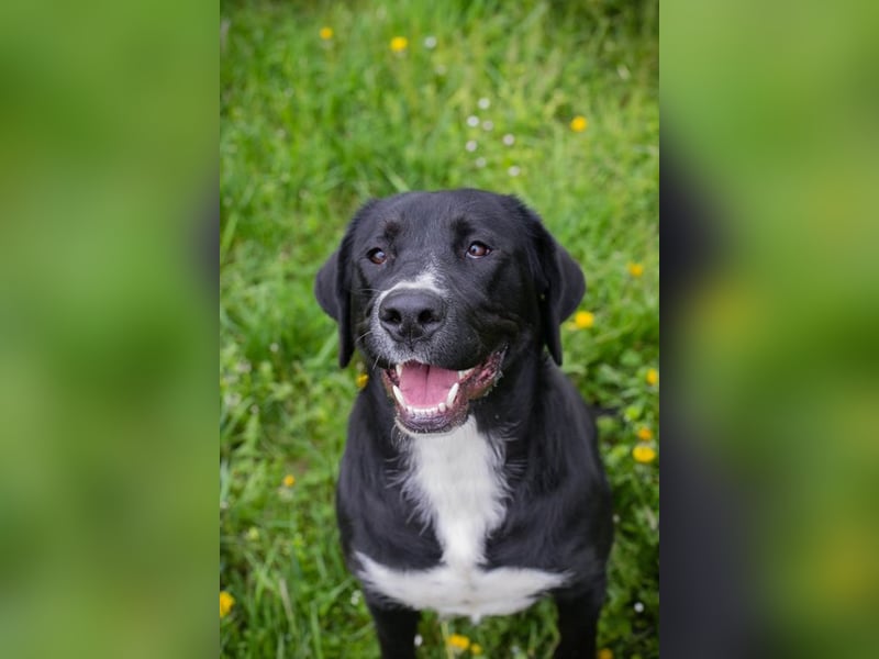 Chip Nr. 238265 - ich suche einen Namen und am liebsten auch gleich eine liebe Familie