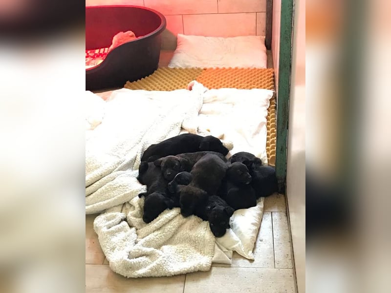 BENEK - neugierige, hübsche Hündin geht schon toll an der Leine + wünscht sich eine eigene Familie