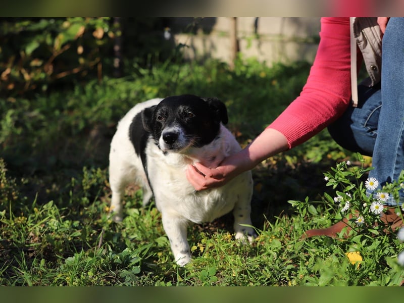 ZORKA - die kleine Maus sucht ein liebevolles, verantwortungsbewusstes Für-Immer Zuhause
