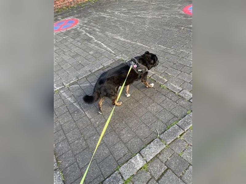 LUNA - das liebevolle und folgsame Mädchen sucht ein tolles Für-Immer Zuhause