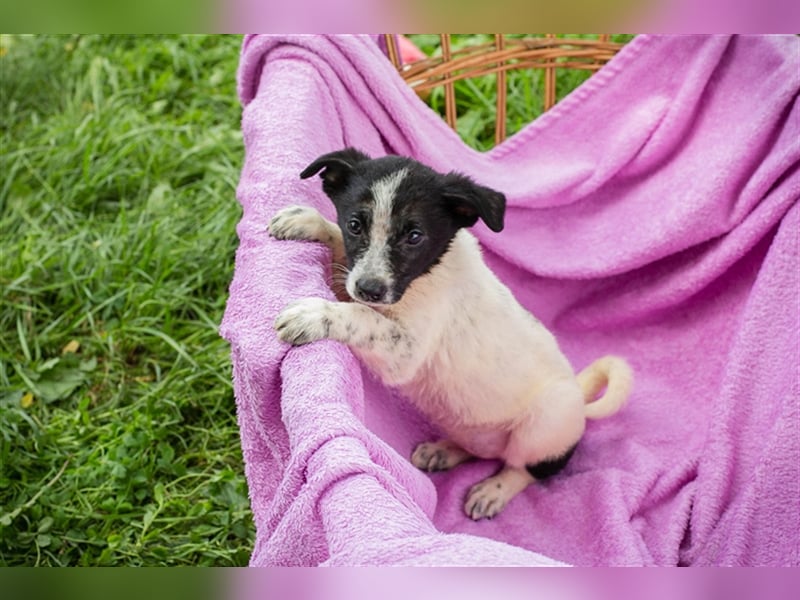 Welpe MELI - die kleine Maus ist neugierig und aufgeschlossen und sucht ein liebes Zuhause