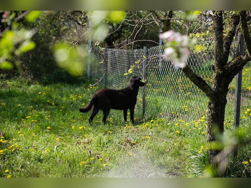 BENEK - neugierige, hübsche Hündin geht schon toll an der Leine + wünscht sich eine eigene Familie
