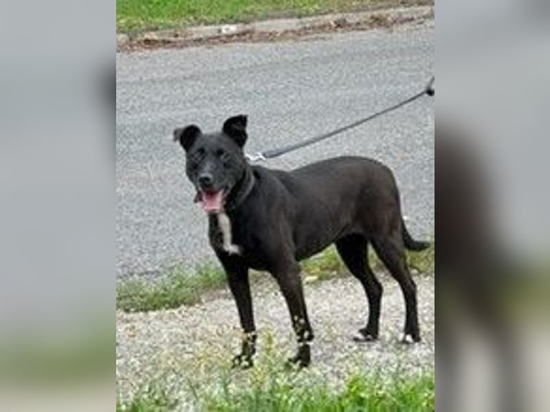 LOLKA - die sportliche, liebe Seniorin sucht eine konsequente Familie ohne Kleintiere
