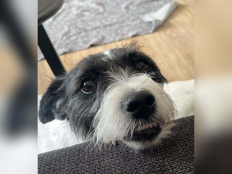 ⭐️ Neues Zuhause gesucht ⭐️