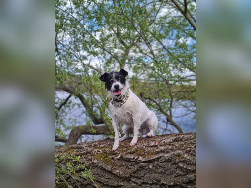 ⭐️ Neues Zuhause gesucht ⭐️