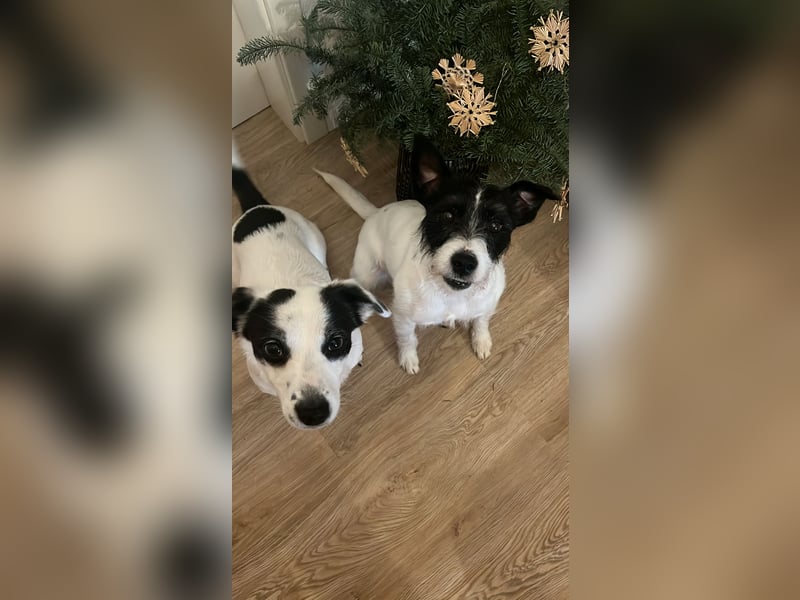 ⭐️ Neues Zuhause gesucht ⭐️