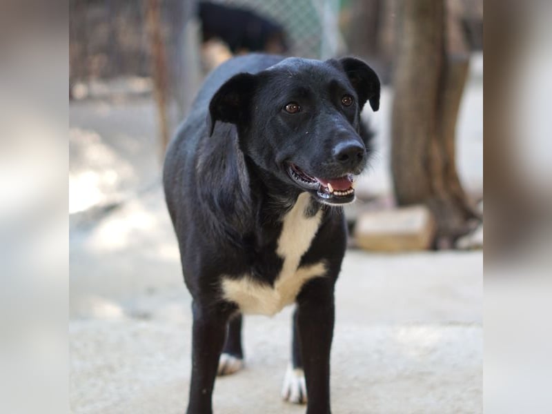 Nola sucht ein Zuhause
