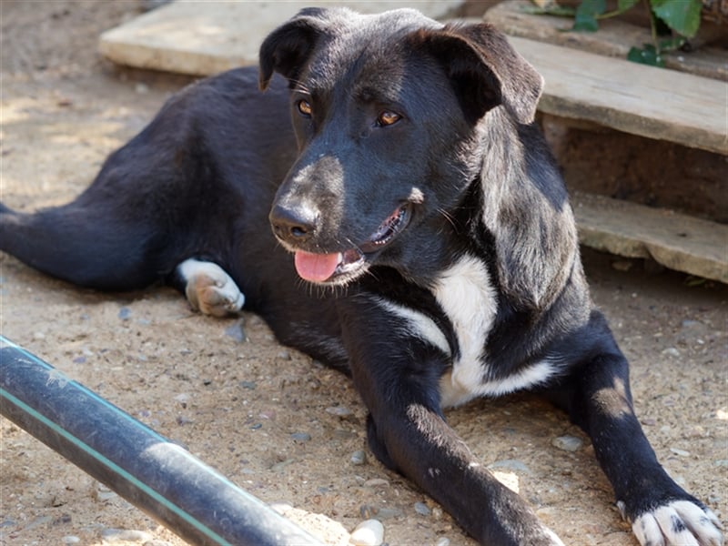 Nola sucht ein Zuhause