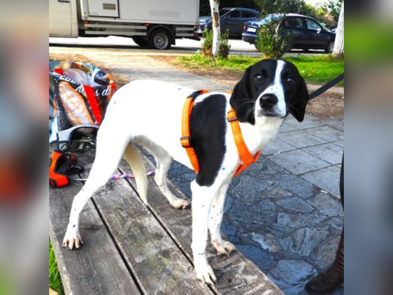 Monja sucht ein Zuhause
