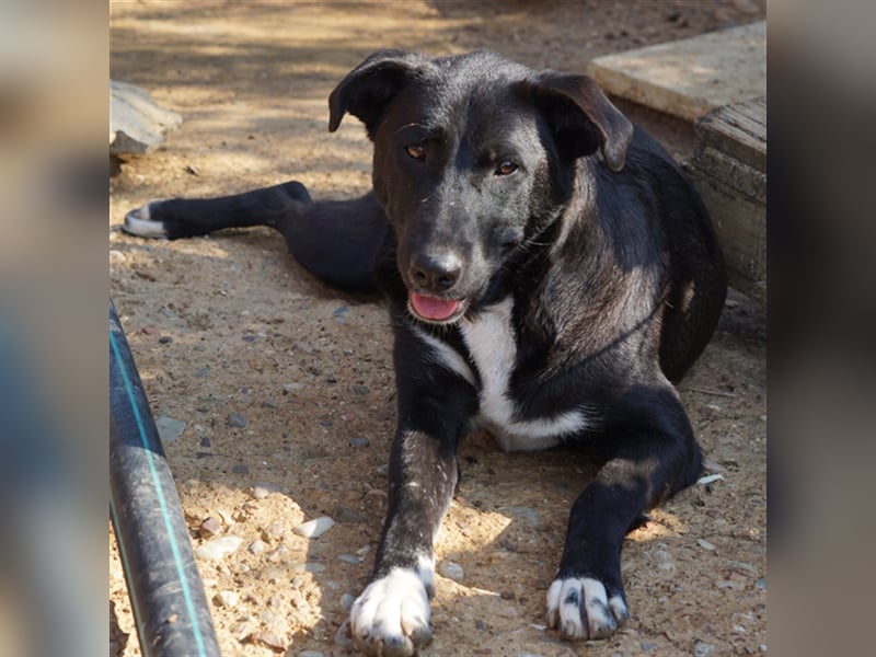 Nola sucht ein Zuhause