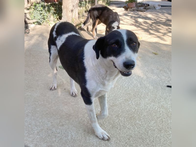 Nika sucht ein zuhause